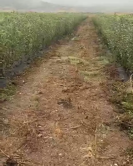 Bereket Fidancılık'ın Niğde Değirmenli'deki fidan üretim parseli