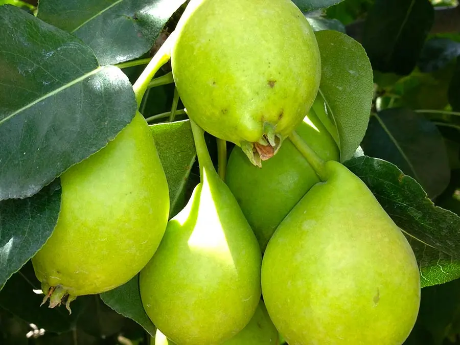 Akça Armut Fidanı — Bereket Fidancılık