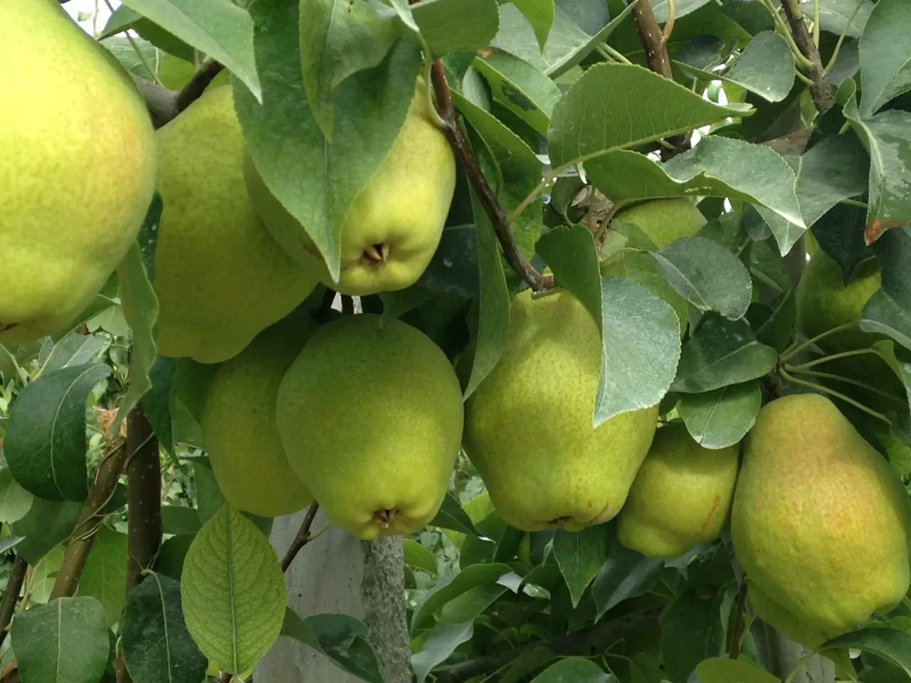 Kieffer (Margarit Marillat) Armut Fidanı — Bereket Fidancılık