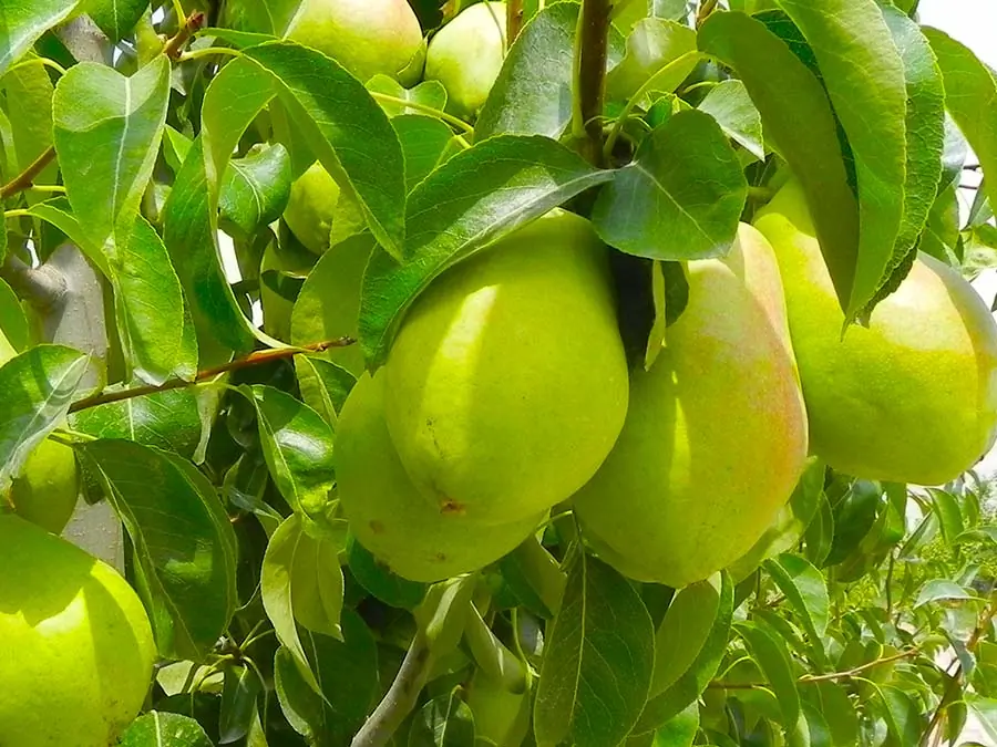 Santa Maria Armut Fidanı — Bereket Fidancılık