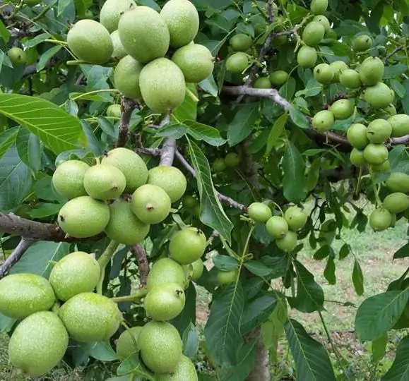 Chandler ceviz ağacının dallarında salkımlar hâlinde olgunlaşan yeşil kabuklu cevizler