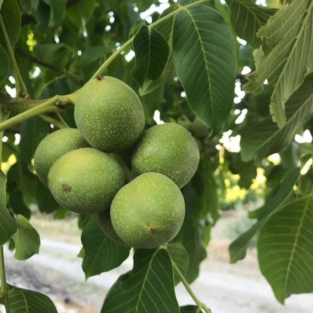 Ceviz fidanı — Bereket Fidancılık