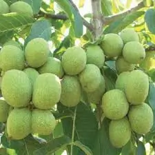 Kaman Ceviz Fidanı — Bereket Fidancılık
