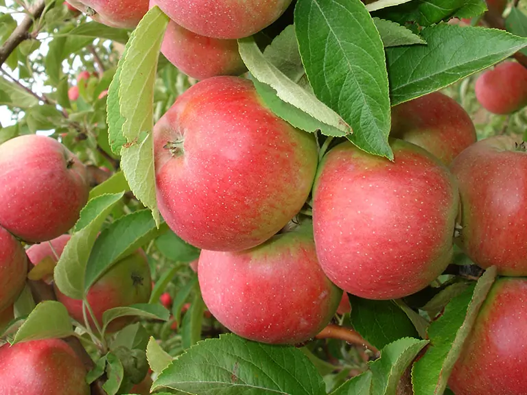 Amasya Elma Fidanı — Bereket Fidancılık