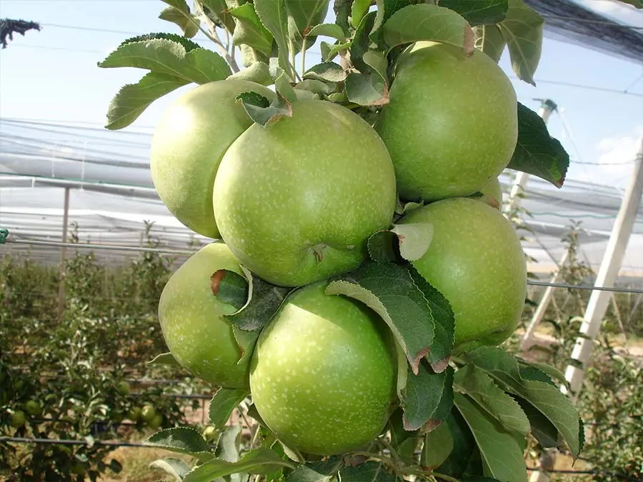 Granny Smith Elma Fidanı — Bereket Fidancılık