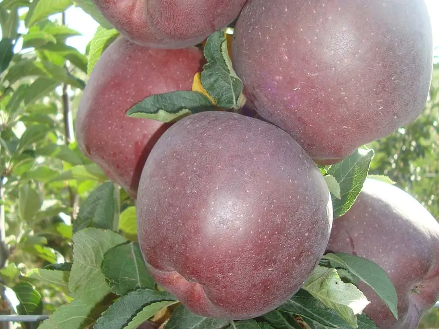 Dalda olgunlaşmış koyu bordo renkli iri Jeromine elmaları