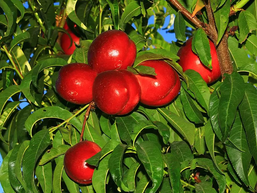 Canlı kırmızı renkli, iri ve yuvarlak Venus nektarin meyveleri