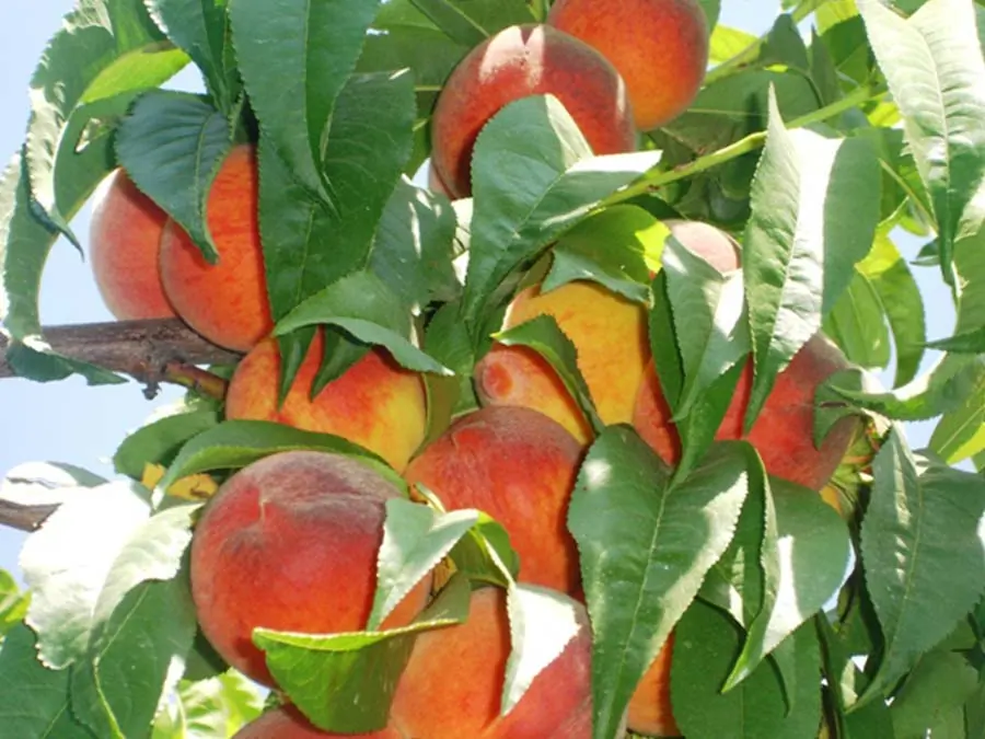 Dixired Şeftali Fidanı — Bereket Fidancılık
